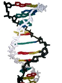 [DNA-Helix (2,50m)]